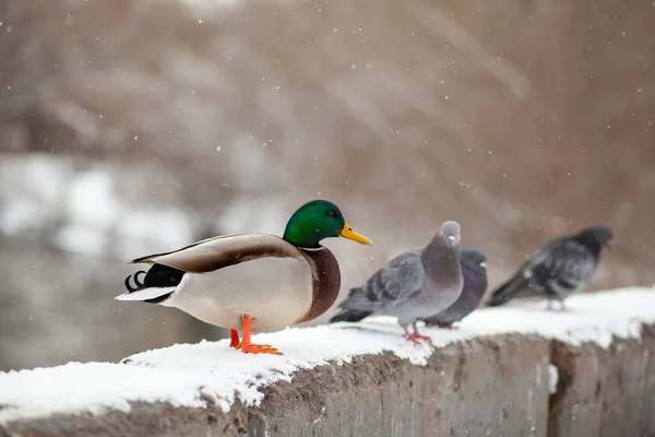 Kış Parkındaki Ördeğin Kış Portresi Ördek Kuşlar Ayakta Karda Oturuyorlar — Stok fotoğraf