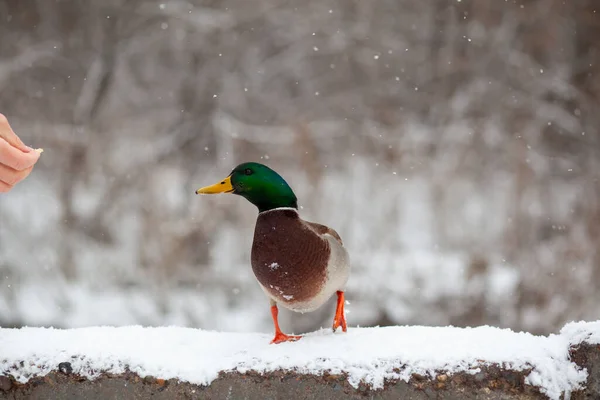 一个人在公园里用他的手喂鸭面包 鸭子在雪地里站着或坐着 鸟类迁徙 公园里的鸭子和鸽子在等待人们的食物 — 图库照片