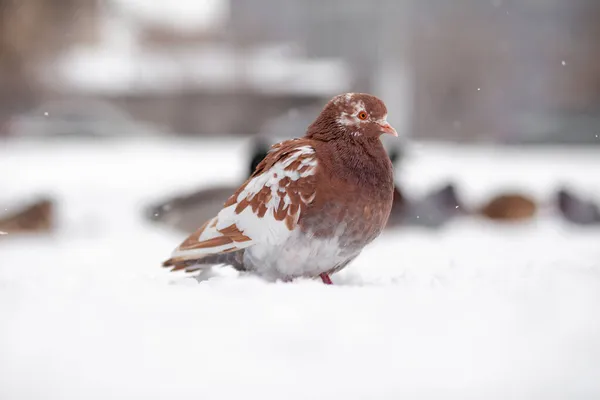 美丽的鸽子坐在城市公园的雪地里 在公园的广场上 一群鸽子围住了 在寒冷中的鸟儿在等待着人们的食物 — 图库照片