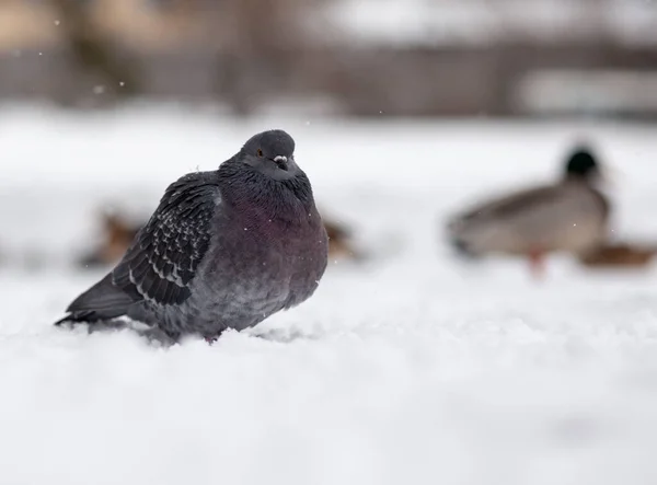 Beaux Pigeons Assoient Dans Neige Dans Parc Ville Hiver Gros — Photo