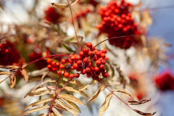 Mountain Rönn Röd Aska Gren Bär Suddig Grön Bakgrund Höstskörd — Stockfoto