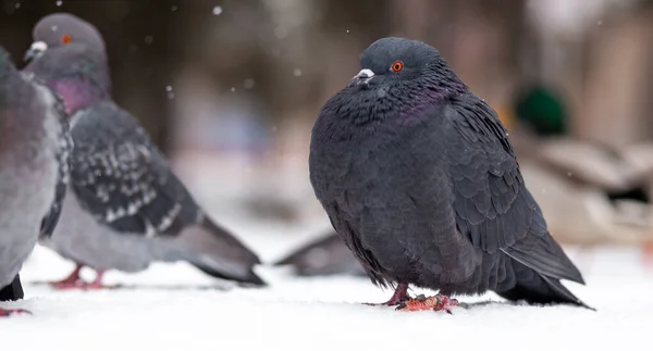 美丽的鸽子坐在城市公园的雪地里 在公园的广场上 一群鸽子围住了 在寒冷中的鸟儿在等待着人们的食物 — 图库照片