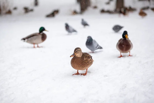 Winter Portrait Duck Winter Public Park Duck Birds Standing Sitting — Stock Photo, Image