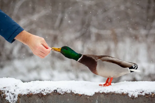 Bir Adam Halk Parkında Elinde Ördek Ekmeği Besler Ördek Kuşlar — Stok fotoğraf