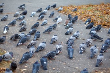 Şehir parkındaki asfaltta birçok güzel güvercin oturuyor. Sonbaharda parktaki meydanda güvercinlerin yakın çekimi. Soğuktaki kuşlar insanlardan yemek bekliyor..