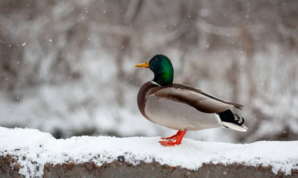 Winter portrait of a duck in a winter public park sitting in the snow — Stock Photo, Image