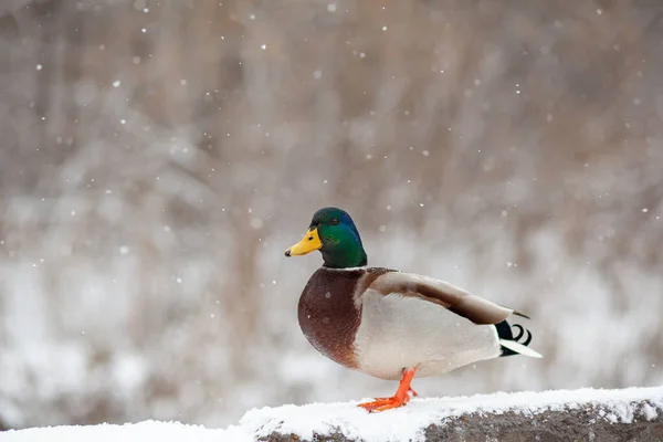 Winter portrait of a duck in a winter public park sitting in the snow — Stock Photo, Image