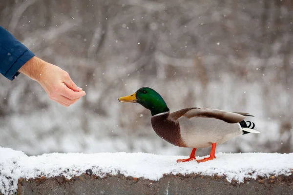 Bir adam halk parkında elinde ördek ekmeği besler.. — Stok fotoğraf