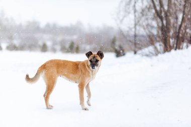 Neşeli ve nazik bir köpek kışın parkta yürür, karda oynar.