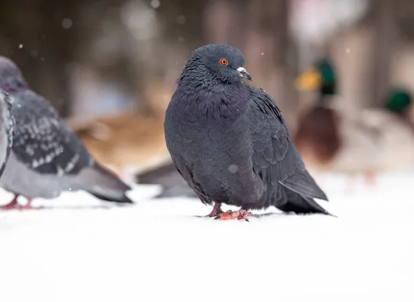 冬天的时候，美丽的鸽子坐在城市公园的雪地里. — 图库照片