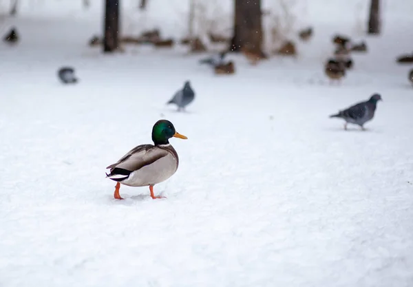 Winterporträt Einer Ente Einem Öffentlichen Winterpark Entenvögel Stehen Oder Sitzen — Stockfoto