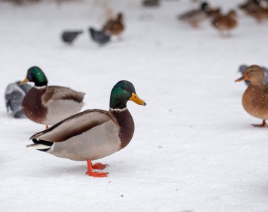 Kış parkındaki ördeğin kış portresi. Ördek kuşlar ayakta ya da karda oturuyorlar. Kuşların göçü. Parkta ördekler ve güvercinler insanlardan yiyecek bekliyor..