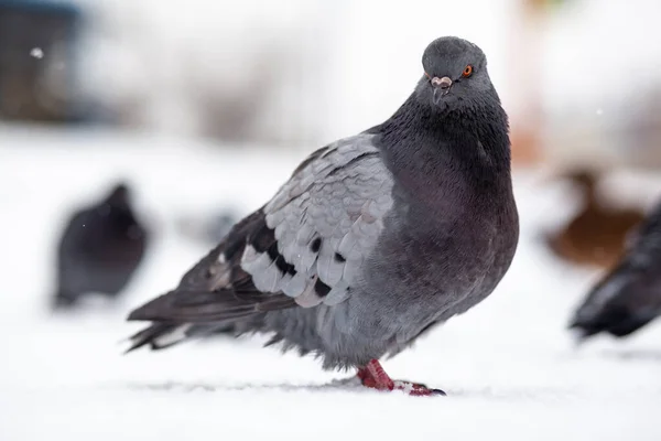 冬天的时候，美丽的鸽子坐在城市公园的雪地里. — 图库照片