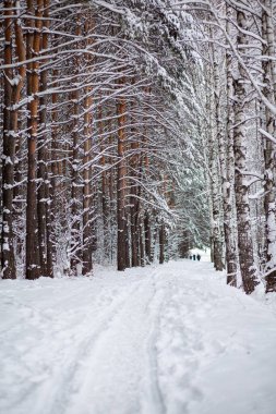 Karlı bir ormanda kış yolu, yol boyunca uzun ağaçlar. Ağaçlarda çok fazla kar var. Güzel, parlak kış manzarası. Kış mevsimi konsepti. 
