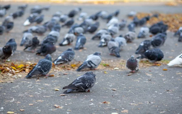 许多美丽的鸽子正坐在城市公园的柏油路上 秋天的鸽子特写在公园的广场上 在寒冷中的鸟儿在等待着人们的食物 — 图库照片