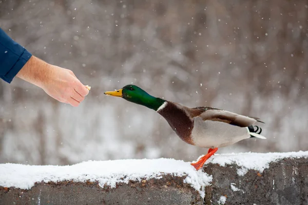 Bir Adam Halk Parkında Elinde Ördek Ekmeği Besler Ördek Kuşlar — Stok fotoğraf