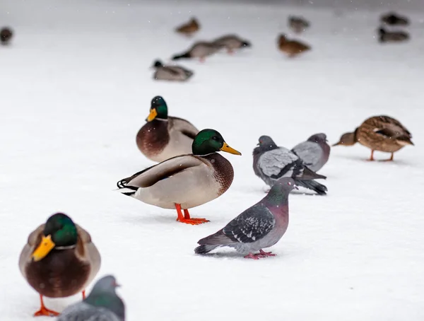 Kış Parkındaki Ördeğin Kış Portresi Ördek Kuşlar Ayakta Karda Oturuyorlar — Stok fotoğraf