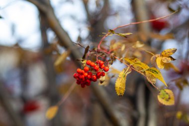 Dağdaki kül dallarının meyveleri sonbaharın bulanık arka planında kırmızıdır. Sonbahar hasadı hala hayat dolu. Yumuşak odak arkaplanı fotoğrafçılığı. Boşluğu kopyala.