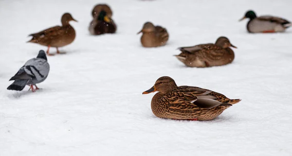 冬の公園でアヒルの冬の肖像画 アヒルの鳥が立っているか 雪の中に座っている 鳥の移動 公園内のアヒルやハトは人々から食べ物を待っています — ストック写真