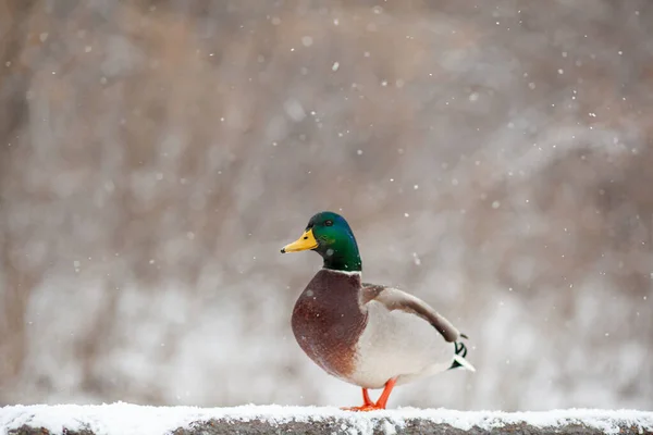 Winterporträt Einer Ente Einem Öffentlichen Winterpark Entenvögel Stehen Oder Sitzen — Stockfoto