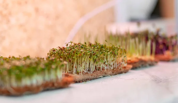 Close-up of micro greens of mustard, arugula and other plants at home. Growing mustard and arugula sprouts in closeup at home. The concept of vegan and healthy food. micro greenery under grow lamp