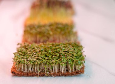 Evdeki mikro yeşillik hardal, roka ve diğer bitkilere yakın çekim. Evde yakın planda hardal ve roka filizleri yetiştiriyorlar. Vejetaryen ve sağlıklı yemek kavramı. Büyüyen lamba altında mikro yeşillik