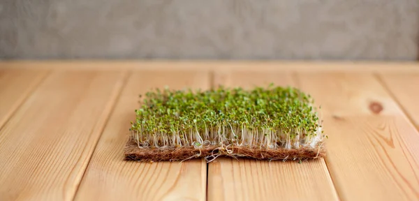 Close-up of micro-greens of mustard, arugula and other plants at home. Growing mustard and arugula sprouts in close-up at home. The concept of vegan and healthy food. Sprouted seeds, micro-greens