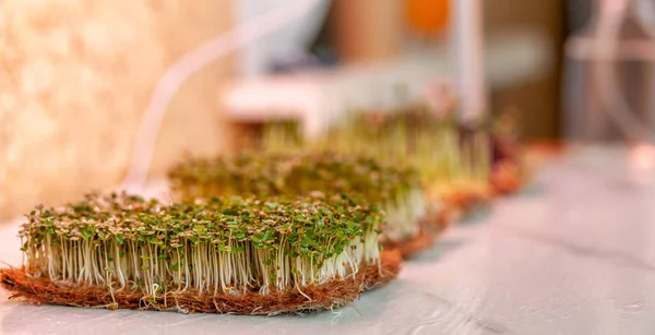 Close-up of micro greens of mustard, arugula and other plants at home. Growing mustard and arugula sprouts in closeup at home. The concept of vegan and healthy food. micro greenery under grow lamp