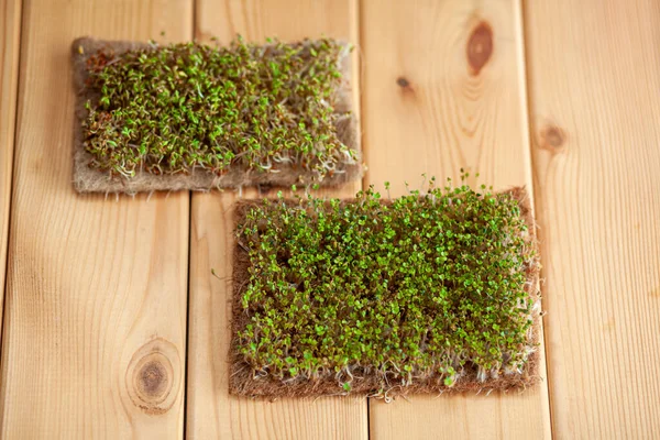 Close-up of micro-greens of mustard, arugula and other plants at home. Growing mustard and arugula sprouts in close-up at home. The concept of vegan and healthy food. Sprouted seeds, micro-greens