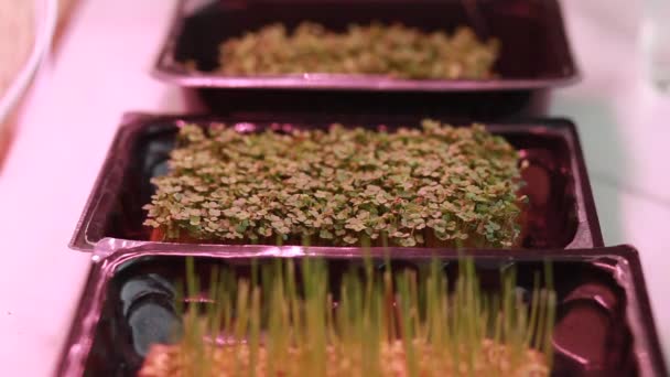 Nahaufnahme Von Mikrogemüse Aus Senf Rucola Und Anderen Pflanzen Hause — Stockvideo