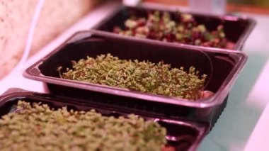 Evdeki mikro yeşillik hardal, roka ve diğer bitkilere yakın çekim. Evde yetişen roka ve roka filizlenir. Püskürtücüdeki mikro yeşilliği sularız. Büyüyen lamba altında mikro yeşillik