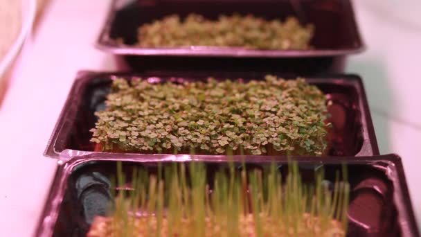 自宅でマスタード アルグラや他の植物のマイクログリーンのクローズアップ 自宅で密接に成長し ニンニクが芽を出します 私たちはスプレーからマイクログリーンに水をやります 成長ランプの下の小さな緑は — ストック動画