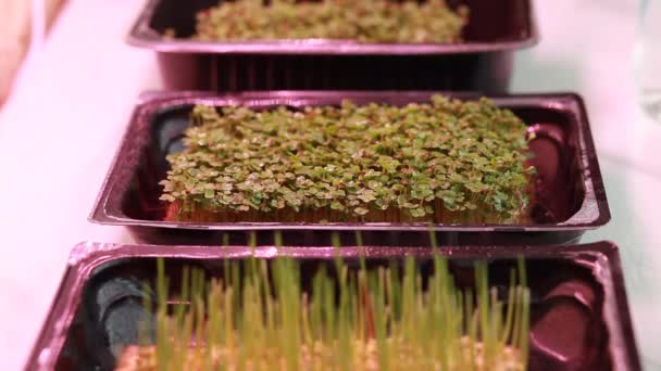 Közelkép Mikro Zöldségek Mustár Arugula Más Növények Otthon Mustárt Rukkolát — Stock videók
