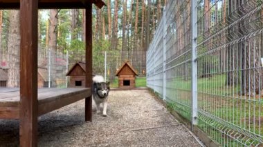 Güzel ve nazik bir çoban köpeği Alaska malamute parmaklıklar arkasında bir kuşhanede yürür ve akıllı gözlerle bakar. Doğada ahşap bir standı olan kapalı kuşhane..