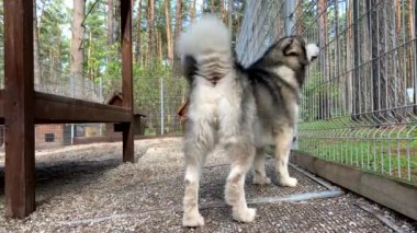 Güzel ve nazik bir çoban köpeği Alaska malamute parmaklıklar arkasında bir kuşhanede yürür ve akıllı gözlerle bakar. Doğada ahşap bir standı olan kapalı kuşhane..