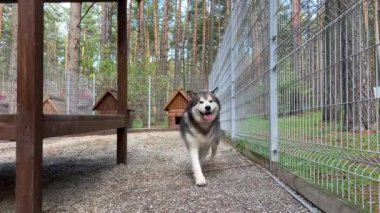 Güzel ve nazik bir çoban köpeği Alaska malamute parmaklıklar arkasında bir kuşhanede yürür ve akıllı gözlerle bakar. Doğada ahşap bir standı olan kapalı kuşhane..