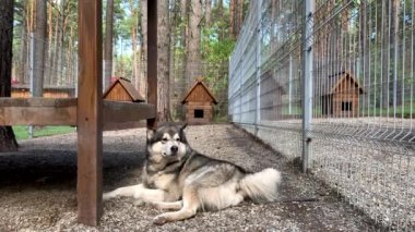 Güzel ve nazik bir çoban köpeği Alaska malamute parmaklıklar arkasında bir kuşhanede yatıyor ve zeki gözlerle bakıyor. Doğada ahşap bir standı olan kapalı kuşhane..