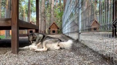 Güzel ve nazik bir çoban köpeği Alaska malamute parmaklıklar arkasında bir kuşhanede yatıyor ve zeki gözlerle bakıyor. Doğada ahşap bir standı olan kapalı kuşhane..