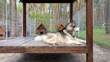 Güzel ve nazik bir çoban köpeği Alaska malamute parmaklıklar arkasında bir kuşhanede yatıyor ve zeki gözlerle bakıyor. Doğada ahşap bir standı olan kapalı kuşhane..