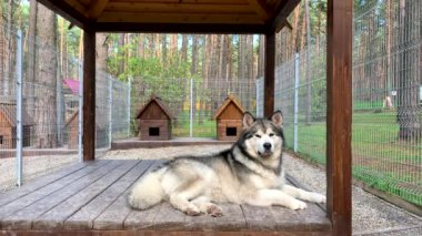 Güzel ve nazik bir çoban köpeği Alaska malamute parmaklıklar arkasında bir kuşhanede yatıyor ve zeki gözlerle bakıyor. Doğada ahşap bir standı olan kapalı kuşhane..