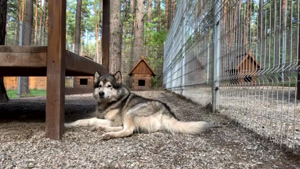 Ein Schöner Und Freundlicher Schäferhund Alaskan Malamute Liegt Einer Voliere — Stockvideo