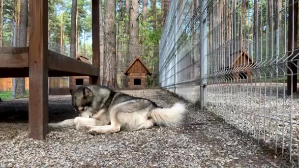 美しく優しい羊飼いの犬Alaskan Malamuteはバーの後ろの野良犬にあり インテリジェントな目で見ています 自然の中に木製のスタンド付きの閉鎖的な飛行場 — ストック動画