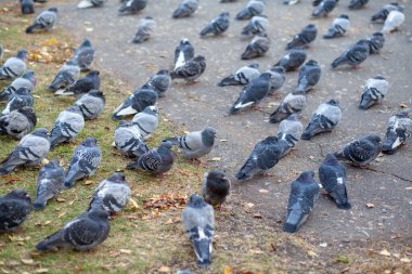 Şehir parkındaki asfaltta birçok güzel güvercin oturuyor. Sonbaharda parktaki meydanda güvercinlerin yakın çekimi. Soğuktaki kuşlar insanlardan yemek bekliyor..