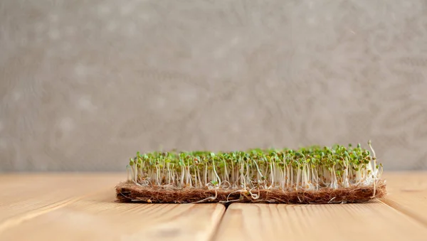 Close-up of micro-greens of mustard, arugula and other plants at home. Growing mustard and arugula sprouts in close-up at home. The concept of vegan and healthy food. Sprouted seeds, micro-greens