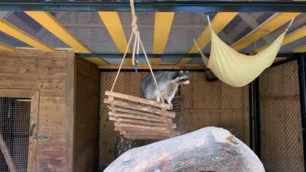 Los Mapaches Una Jaula Miran Desde Cama Animal Zoológico Detrás — Vídeo de stock