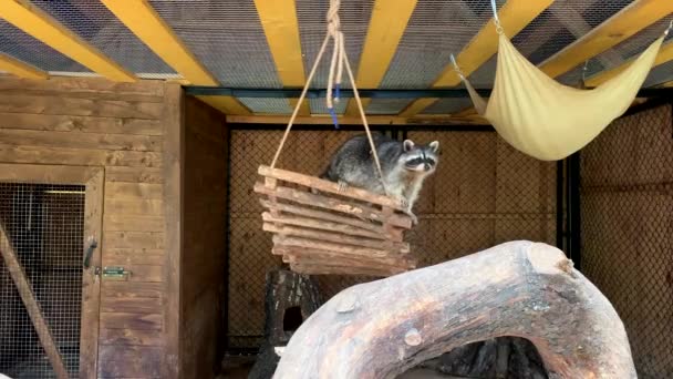 笼中的浣熊从床上往外看 动物园的一只动物被关在栅栏后面 好的或坏的动物照料 在圈养的铁丝网后面有一只黑熊 — 图库视频影像