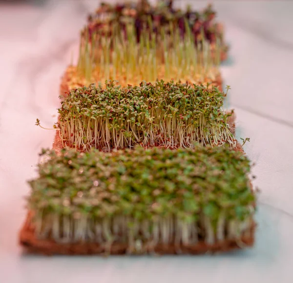 Evdeki mikro hardal, roka ve diğer bitkilerin yakın çekimi..