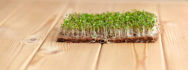 Close-up of micro-greens of mustard, arugula and other plants at home.