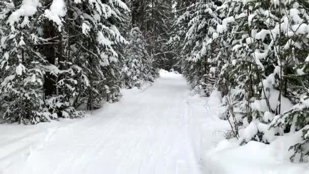 Un paseo por el bosque de invierno. Hermoso paisaje de invierno. — Vídeos de Stock