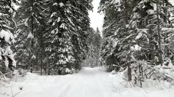 穿过冬天的森林。美丽的冬季风景. — 图库视频影像